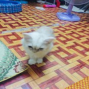 เปอร์เซีย
