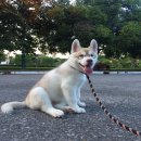 ไซบีเรียนเพศชายโครงสร้ายใหญ่