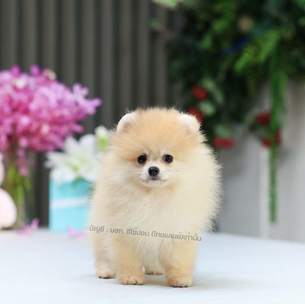 ปอมแท้ ปอมหน้าหมี HRF-10509 เพศหญิง สีส้ม อายุ 2 เดือน ขนแน่น ขาใหญ่ กินเก่ง หน้...