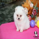 THE GREASY DOG - (G193) ปอมเมอเรเนียน ด.ช.ลาเต้ สีขาว เพศผู้ เกรดโชว์