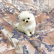 ขายปอมหน้าหมี น่ารักๆ สีขาวหูครีม ไชต์เล็ก เพศเมีย ราคาถูกมีใบเพ็ตดีกรี