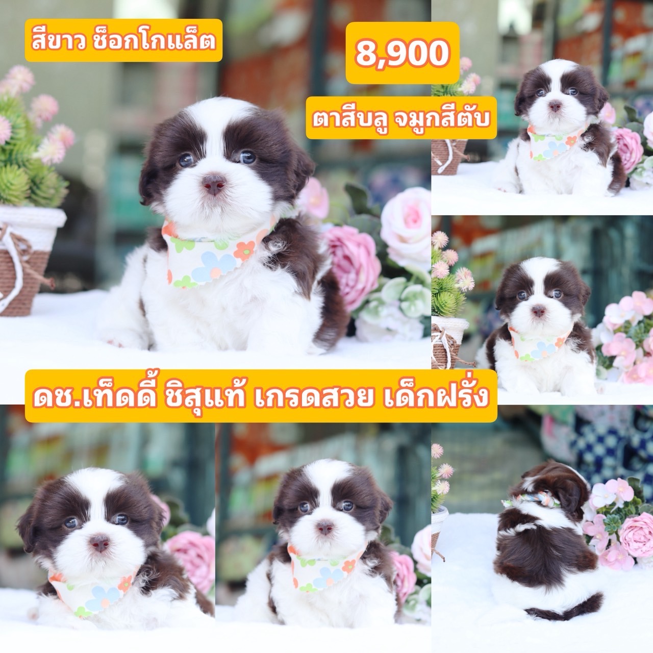 ชิสุแท้เกรดสวย