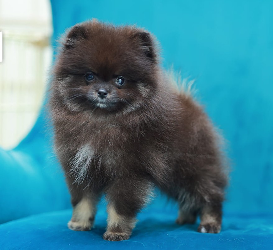 ปอมแท้ ปอมหน้าสั้น HRF-89125 เพศหญิง สีแบล็คแทน หนุ่มฮอต หน้าตาน่ารัก น่าเอ็นดูม...