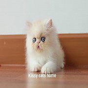 น้องยูกิ เปอร์เซีย ขาวส้ม เพศหญิง