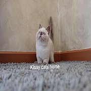 Exotic shorthair เอ็กซ์โซติกขนสั้นที่เป็นสีหิมาลายัน บลูลิ้งซ์พ้อย ตาสีฟ้า 