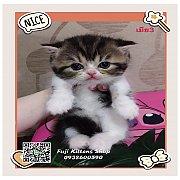 ***ได้บ้านแล้ว***ลูกแมวสก็อตติชโฟลด์พันธุ์แท้2ตัว