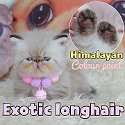มาวิส ลูกแมวเอ็กซ์โซติก ขนยาว สีหิมาลายันลิ้งซ์พ้อย Exotic Longhair (colour poin...