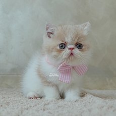 น้องแก้มส้ม สายพันธุ์ Exotic Shorthair cream white เอ็กโซติก ช็อตแฮร์ สีขาว-ครีม...