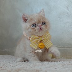 น้องครีมหอม สายพันธุ์ Exotic Shorthair เอ็กโซติกช็อตแฮร์ สีครีม เพศผู้