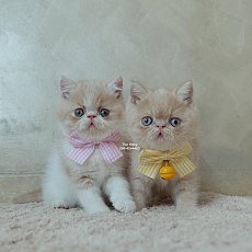 น้องแก้มส้ม + น้องครีมหอม สายพันธุ์ Exotic Shorthair เอ็กโซติก ช็อตแฮร์