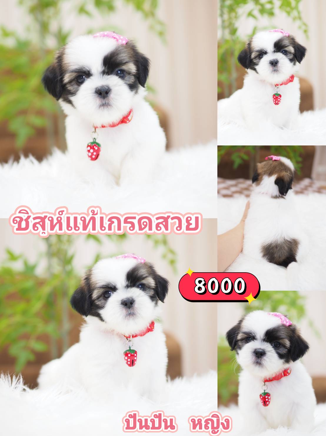 ชิสุเกรดสวย