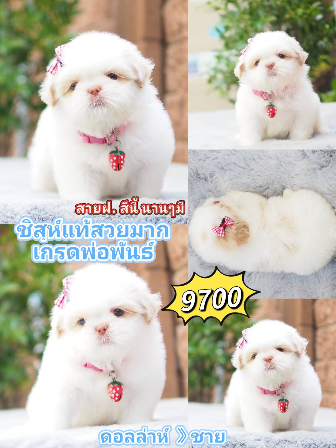 Shihtzu