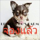 LITTLE DOG'S FARM : จองแล้วค่ะ ชิวาวาขนยาว สีชอคโกแลต ขนแน่นมาร์คไซบีเรียล คิ้วแ...