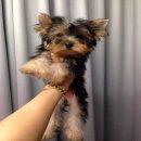 Yorkie Hut ขายลูกยอร์คเชียร์ เด็กหญิงรูซี่ สีสติวบลูแทน เกิด 3 พฤษภา ไซด์เล็ก (ย...