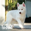 *ปิดการขาย* ลูกไซบีเรียน ฮัสกี้ เพศเมีย สีไรด์เรด ตาฟ้าคู่ AM./TH.CH.