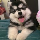 ลูกไซบีเรียน วูลลี่
