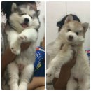 ลูกไซบีเรียน วูลลี่