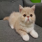 เปิดจองลูกแมว (น้องไข่เจียว) Exotic SH 