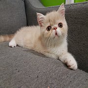 เปิดจองลูกแมว (น้องไข่ต้ม) Exotic SH 