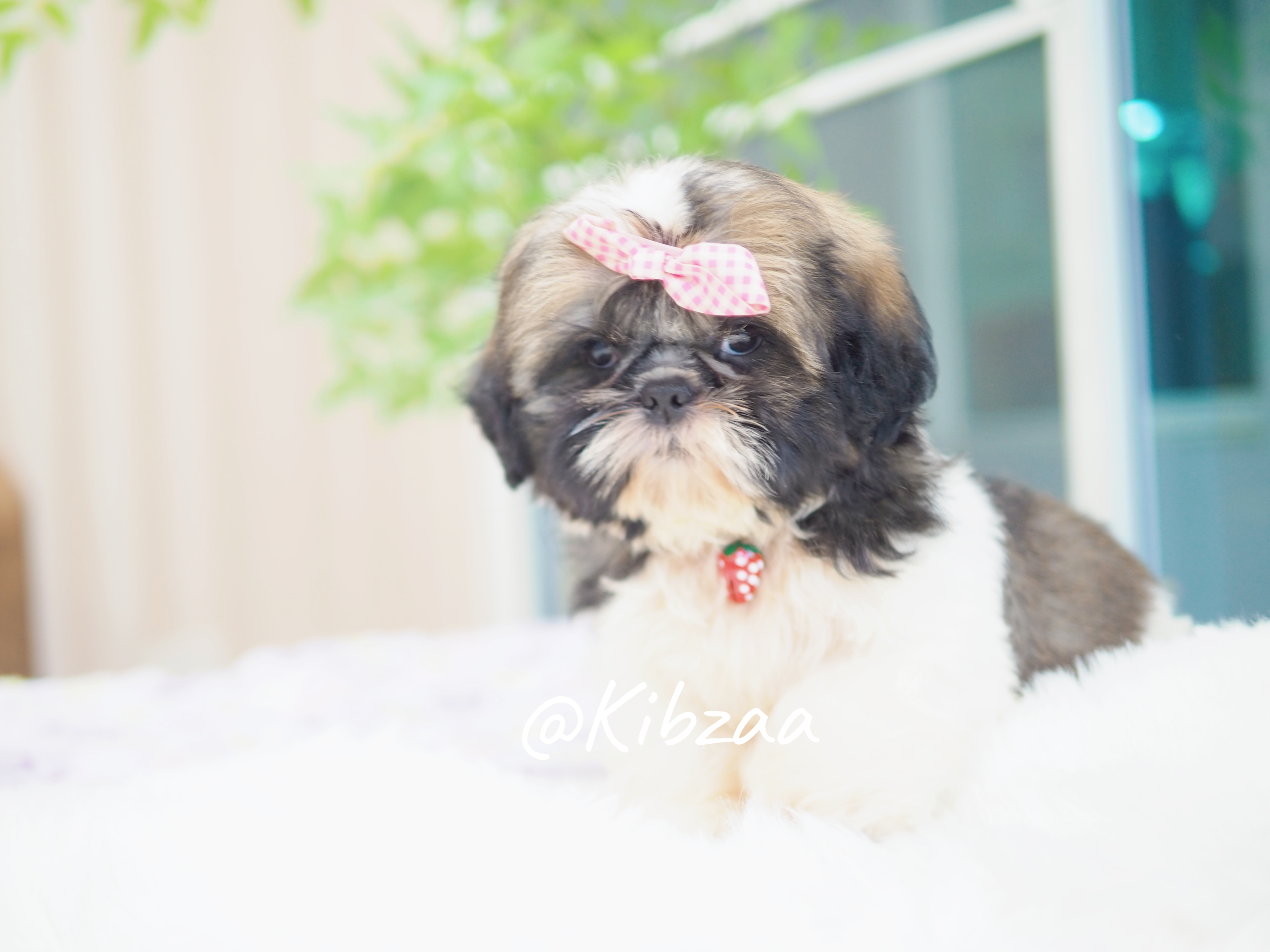 ส่วนลด 1500 Shihtzu