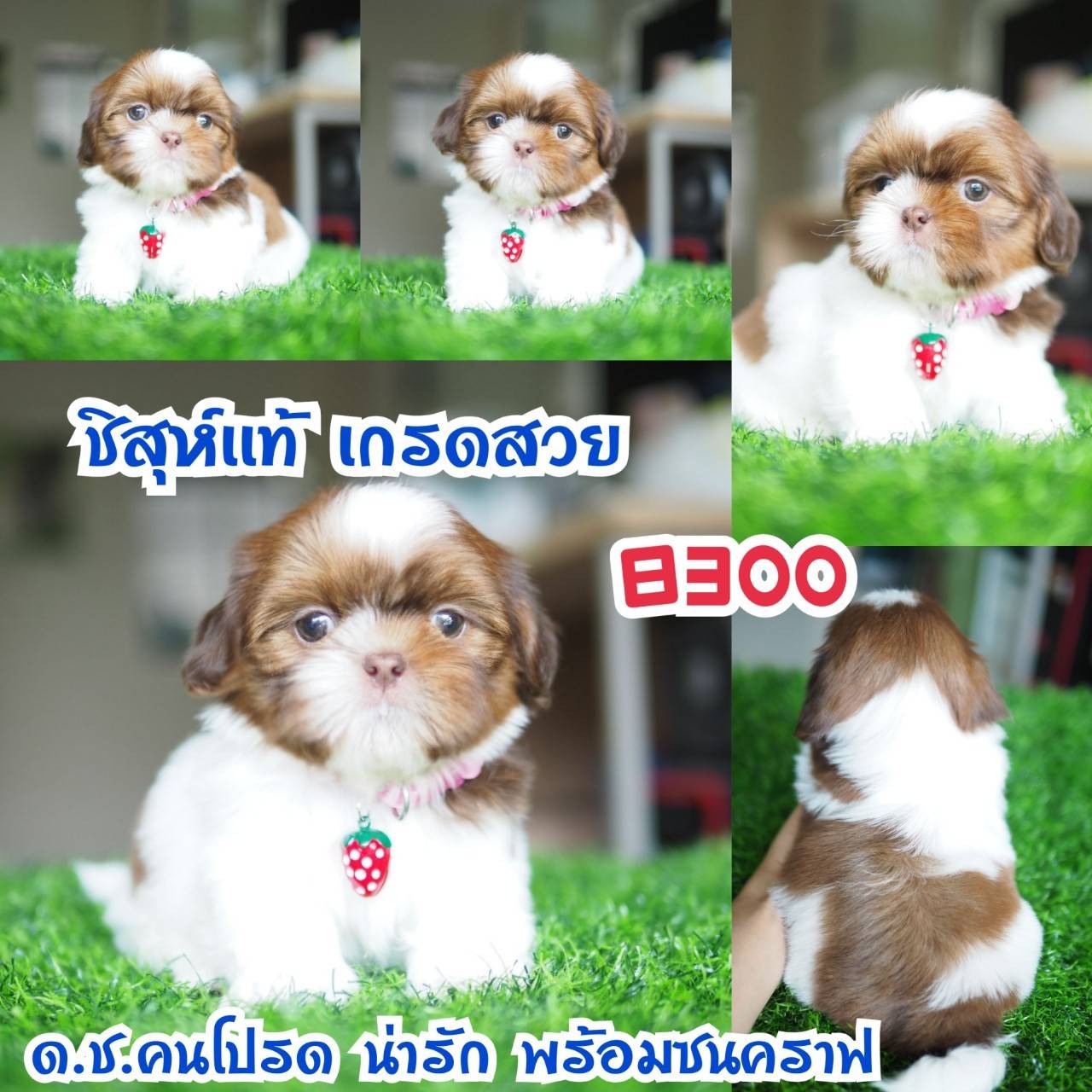 อาณาจักรกิ๊ฟซ่า แหล่งรวบรวม ชิสุห์ สุดน่ารัก