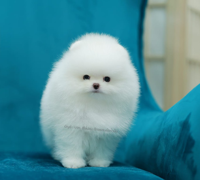 ปอมแท้ ปอมหน้าสั้น HRM-10571 เพศชาย สีขาว หนุ่มฮอต หน้าตาน่ารัก น่าเอ็นดูมาก ๆ แ...