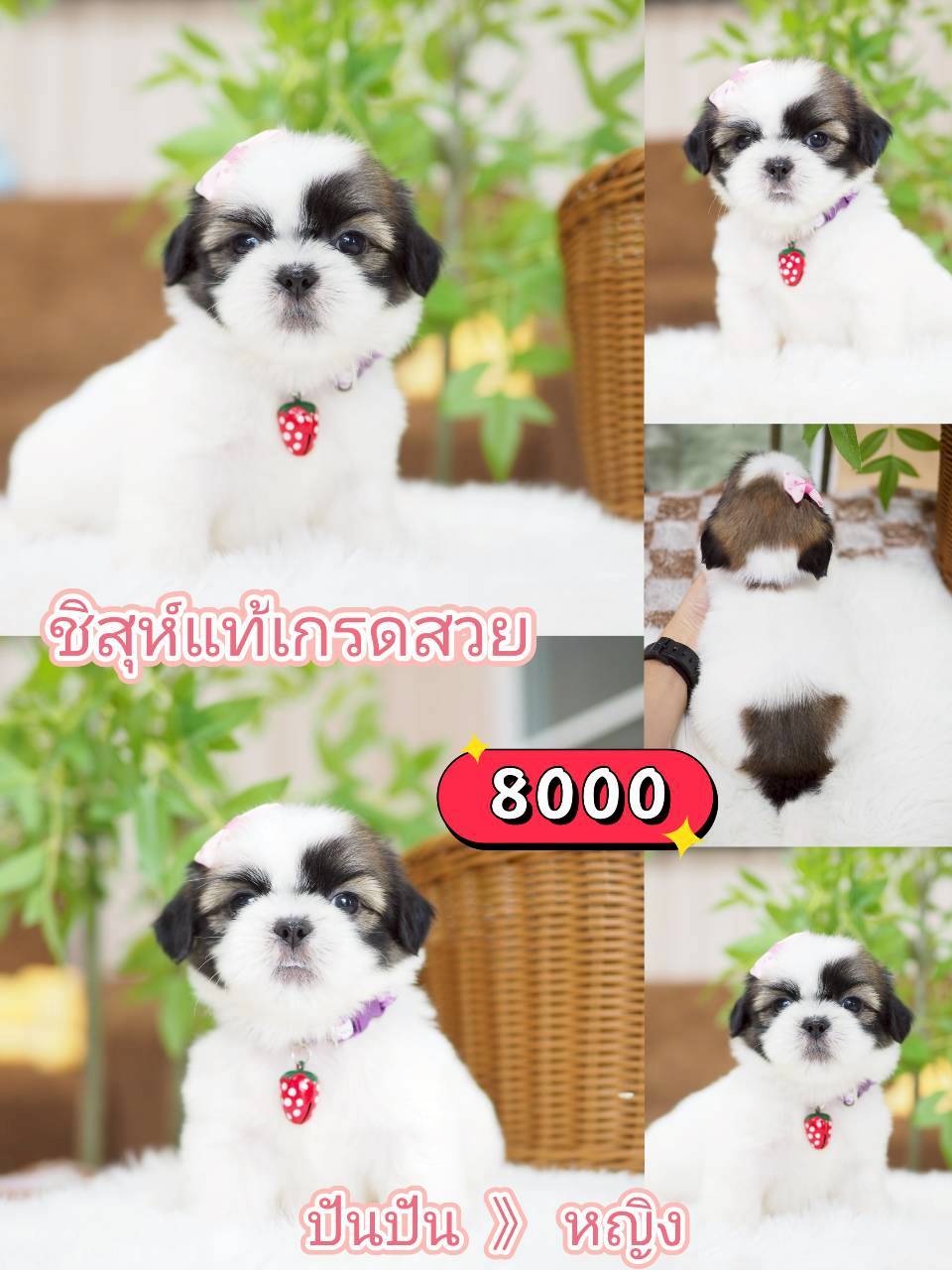 กิ๊ฟซ่าชิสุ ลดได้ จร้า