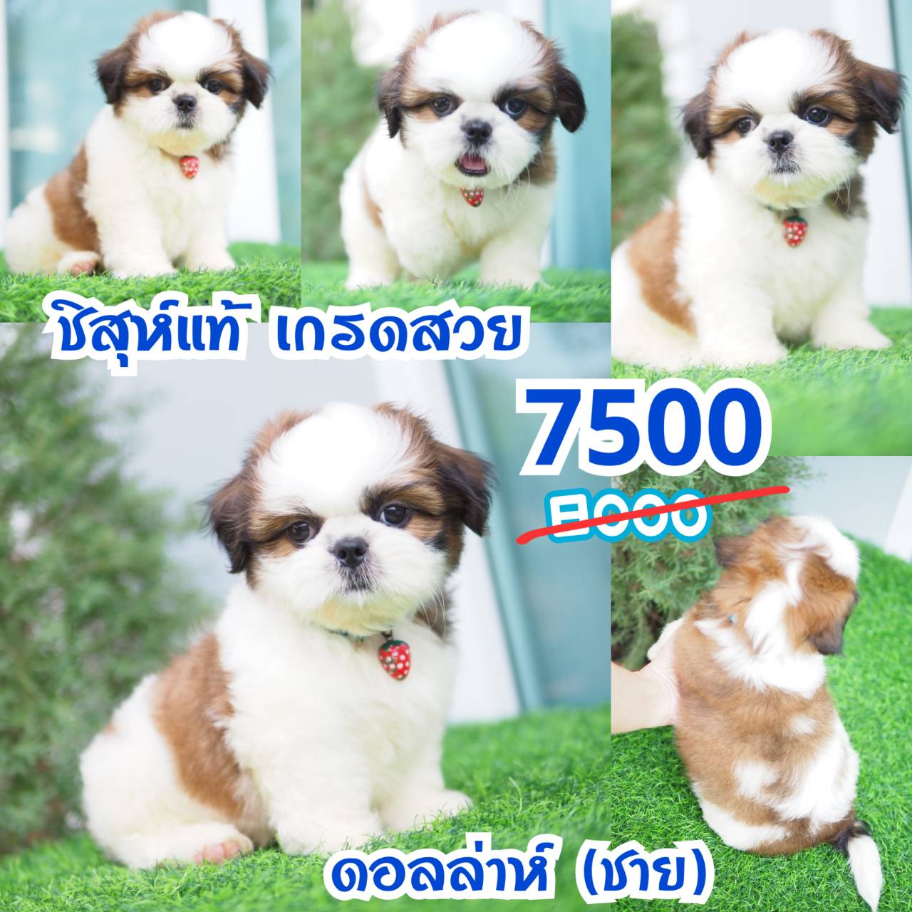 ชิสุแท้ กิ๊ฟซ่า