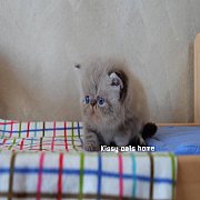 ว่างเปิดจองน้องวอร์มมิ่ง หิมาลายัน(ช็อคลิ้งซ์พ้อย) เพศชาย สายพันธุ์แท้