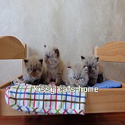 ว่างเปิดจอง ลูกแมวปีหมู หิมาลายัน สายพันธุ์แท้ พ่อ-แม่ มีใบรับรองสายพันธุ์ Pedig...