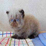 ว่างเปิดจอง น้องเบิร์นลีย์ หิมาลายัน(ช็อคพ้อย) เพศชาย สายพันธุ์แท้