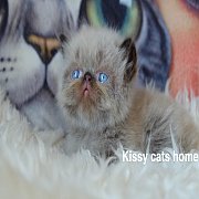 ว่างเปิดจอง จีบได้ เหลือแมวเดียวถ้วนแล้ว  น้องเบิร์นลีย์ หิมาลายัน(ช็อคพ้อย) เพศ...