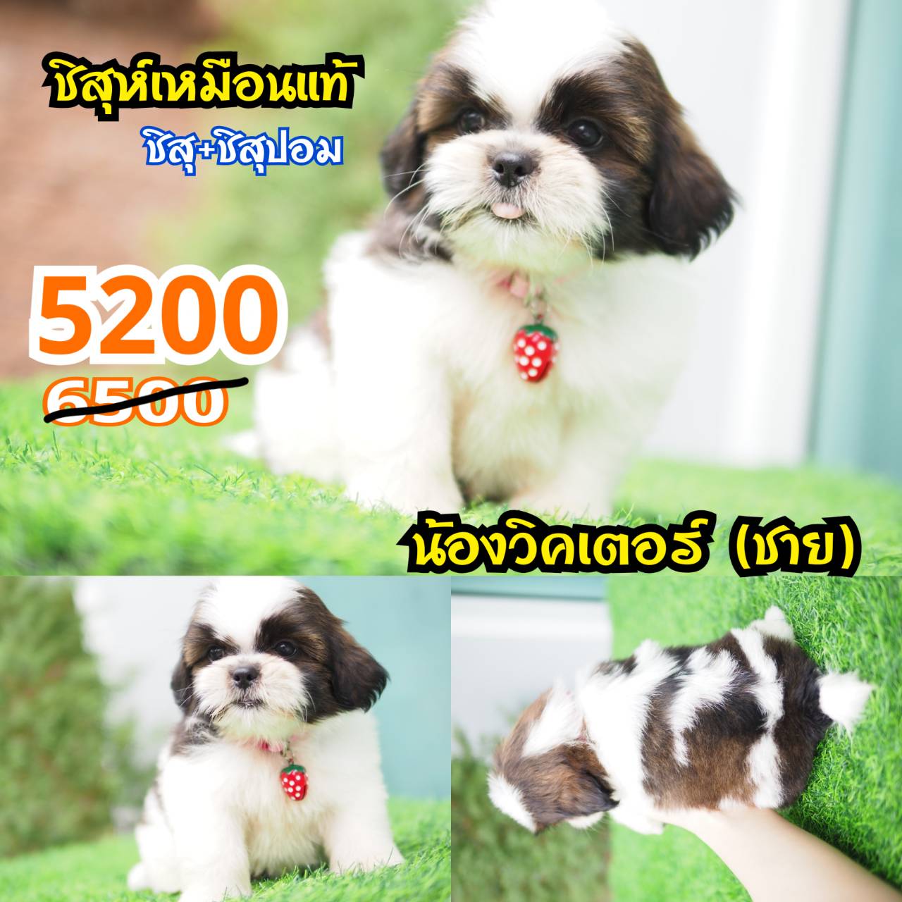 ชิสุเหมือนแท้ กิ๊ฟซ่า