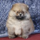 เพศเมีย อายุ 50 สายเลือดดีเท้าใหญ่ขนแน่น