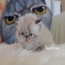 HIMALAYAN Chocolate Lynx point Himalayan. ลูกแมวหิมาลายัน ตาสีฟ้า 