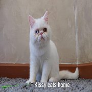 เอ็กซ์โซติก ขนสั้น เพศชาย สีขาว ตาสองสี 