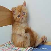 จองแล้ว Exotic short hair red tabby สีส้ม สีการ์ฟิว สายพันธุ์แท้ มีใบรับรองสายพั...