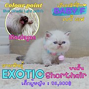 Baby F เด็กหญิง ลูกแมวเอ็กซ์โซติกช็อตแฮร์ Exotic shorthair (colour point) Himala...