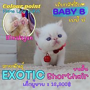 Baby B เด็กชาย ลูกแมวเอ็กโซติกช็อตแฮร์ Exotic shorthair (colour point Flame lynx...