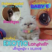 Baby E เด็กหญิง ลูกแมวเอ็กโซติกลองแฮร์ Exotic longhair (colour point) Himalayan...