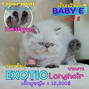 เด็กหญิง ลูกแมวเอ็กโซติกลองแฮร์ หิมาลายัน Exotic longhair (colour point) Himalay...