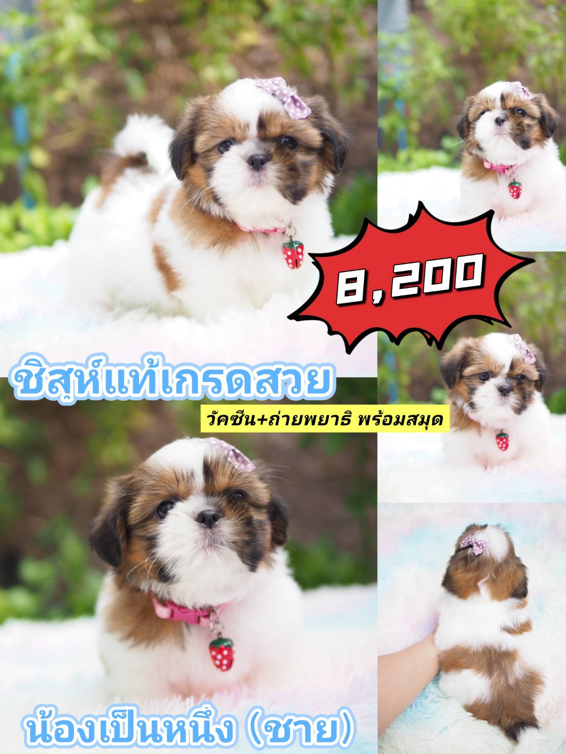 กิ๊ฟซ่า Shihtzu + วัคซีน