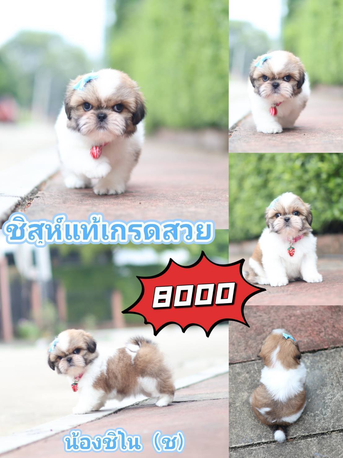 ชิสุห์ น่ารัก กิ๊ฟซ่า
