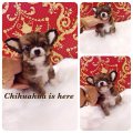 [Chihuahua Is Here] เพศเมีย สีน้ำตาลเทา มาร์คแทน (SOLD)