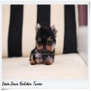 [Doozie-Deeva's Yorkies] ขายลูกยอร์คเชียร์ “น้องแม็ท" (Matt) ยอร์คเพศผู้ ไซ...