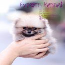 FYPOM KENNEL ขายน้อง Somen เพศหญิง สีส้ม ขนแน่น โครงสร้างดี มีใบเพ็ดดิกรี 