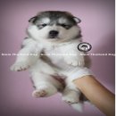 ไซบีเรียน ฮัสกี้ ขนยาว สไตล์ Wolly Coat เกรดคุณภาพ หน้าหมี ขนแน่นบึ้มๆ (รับบัตรเ...