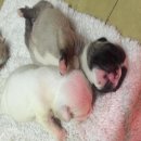 เปิดจองลูกสุนัข FRENCH BULLDOG