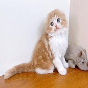 ขายแมวสก๊อตติสโฟร์ สายพันธ์พันแท้ คุณภาพ