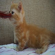 แมว Munchkin แมวขาสั้น